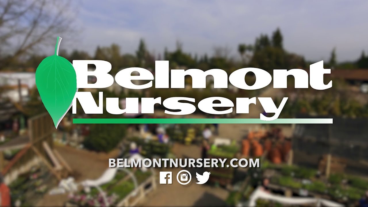 Belmont Nursery