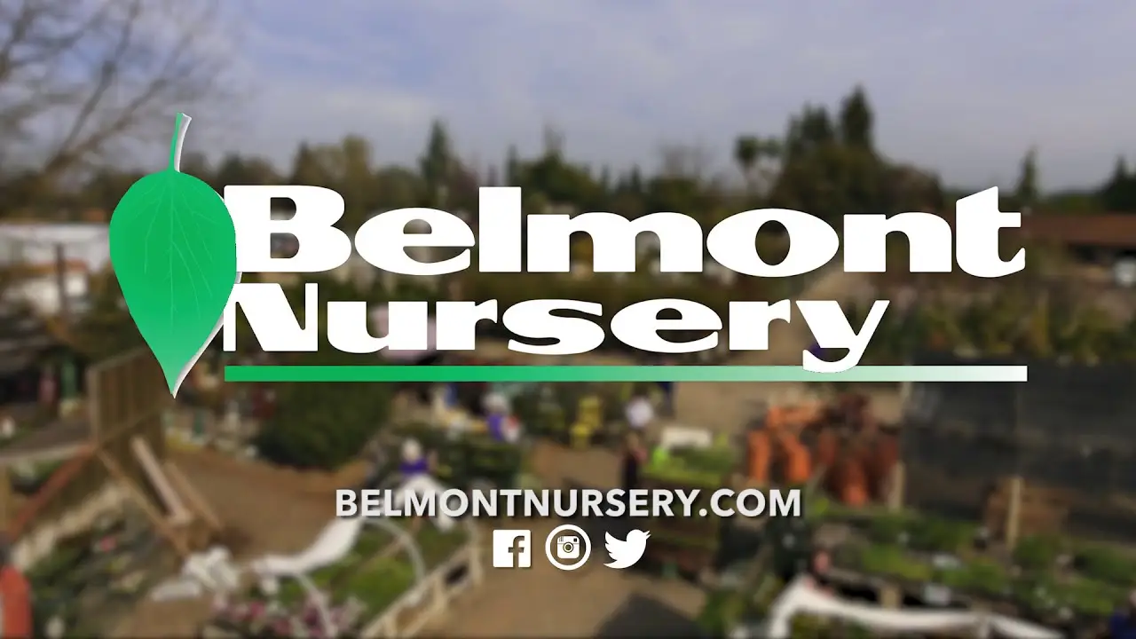 Belmont Nursery